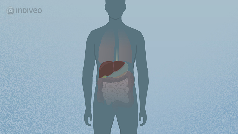 Digitale folder Fibroscan